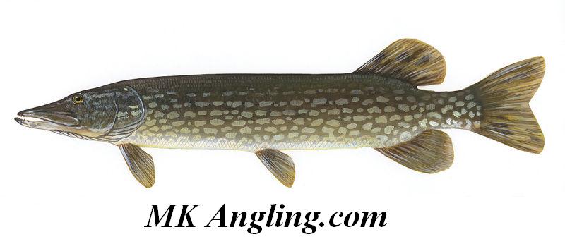 northernpike.jpg